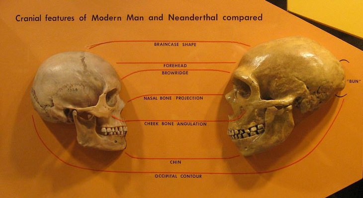 Neanderthal brow