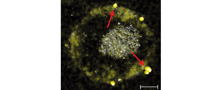A Bacteria That Turns Toxic Metals Into Gold