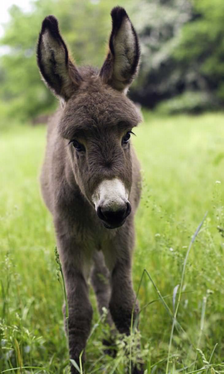 baby donkeys