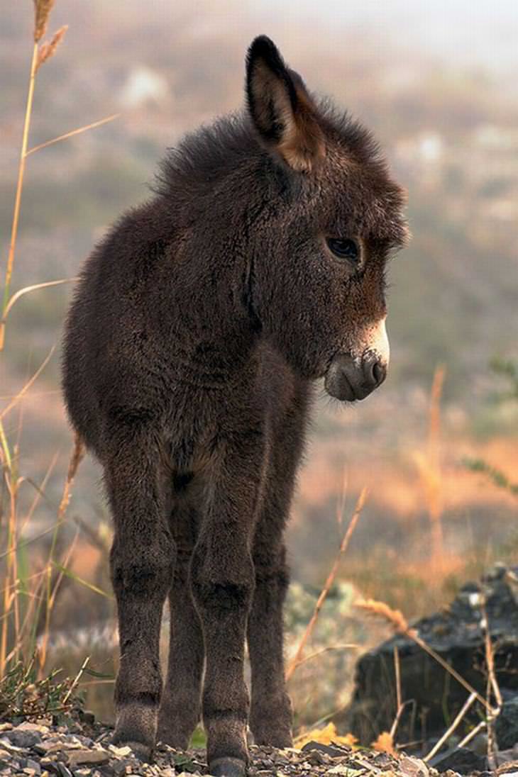20 Cute Cuddly Baby Donkeys