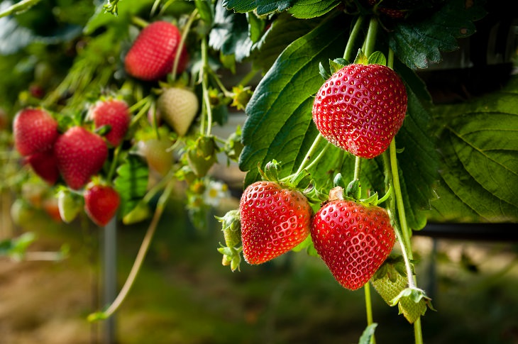 Rainbow Diet for losing weight