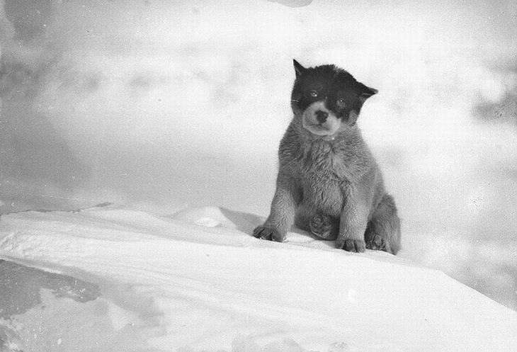 Un cachorro en la Antártida en 1912
