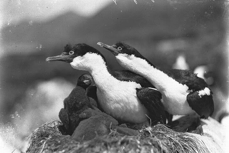 Cormoranes defendiendo su nido defending nest, Isla Macquarie, cerca de 1912