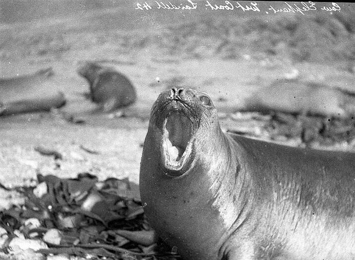 Una león marino hembra en la isla de Macquarie, Antártida, 1911-1914
