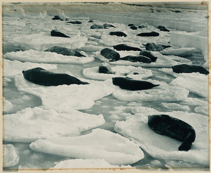 Una Venecia soñadora en tierra de focas, 1911-1914