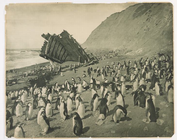 Naufragio de la "Gratitud", Isla Macquarie, 1911