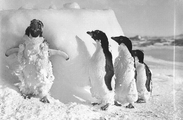 Pingüinos de Adelie envueltos en hielo después de una tormenta de nieve en el cabo Denison