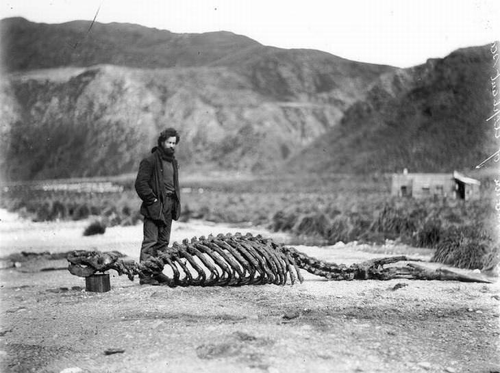 El esqueleto de un león marino y Harold Hamilton, 1912