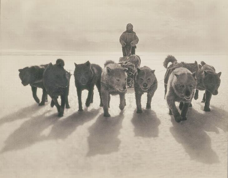 Perros huskies jalando un trineo, cerca de 1912