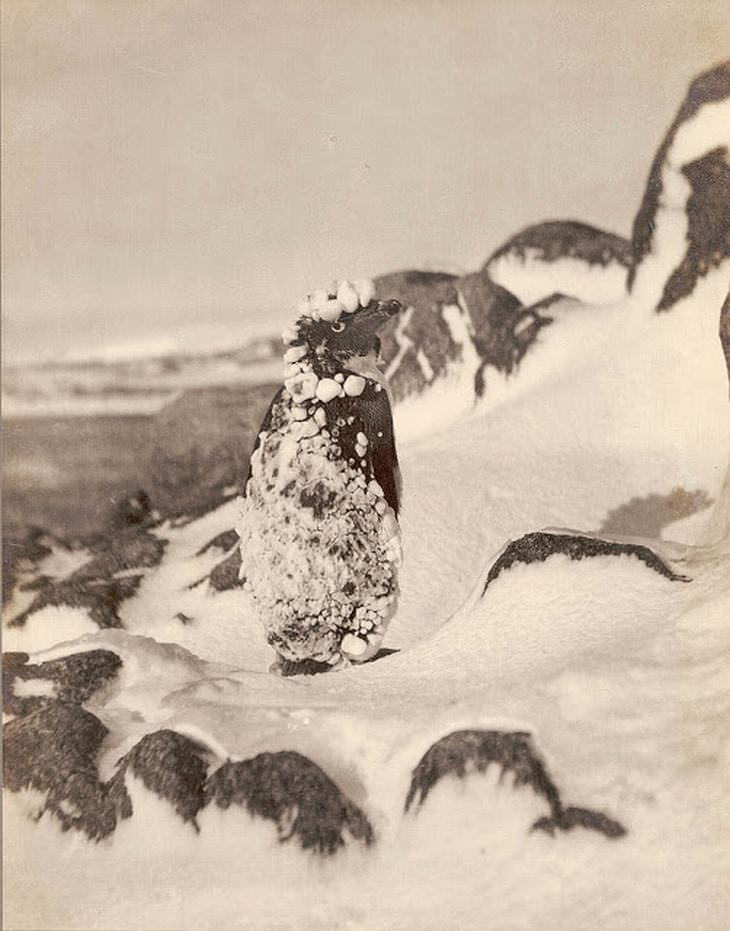 Pingüino de la Antártida cubierto de hielo, cerca de 1912