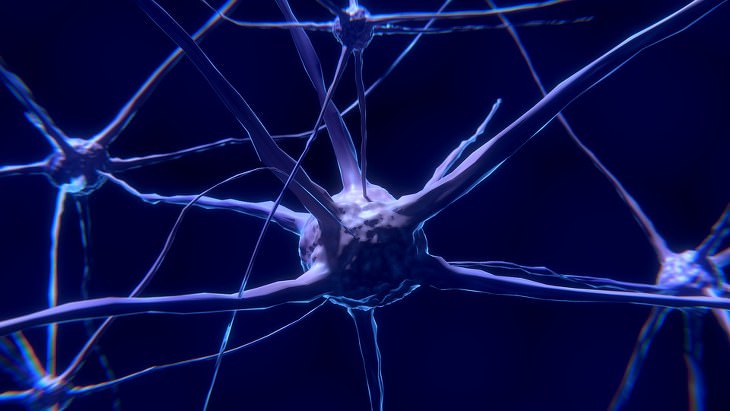 Body Parts facts: neurons in dark blue