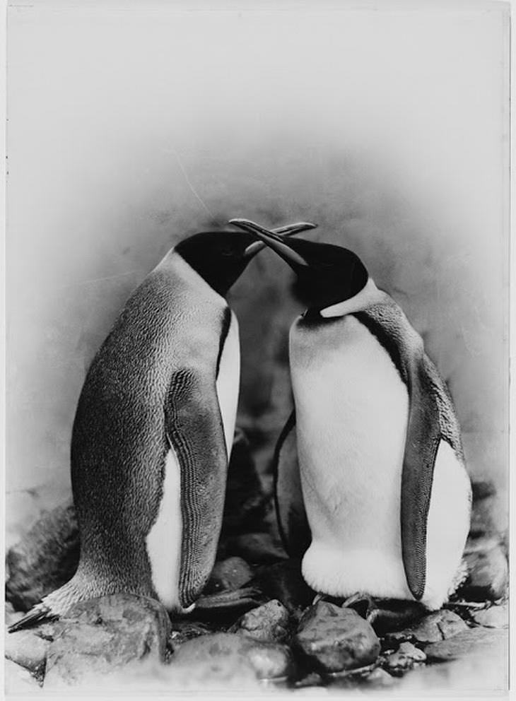 Dos pingüinos reyes, Antártida, 1911-1914