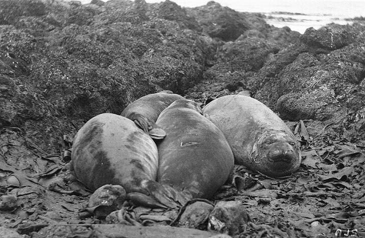 Leones marinos jóvenes en la playa en la isla Macquarie, Antártida, 1911-1914