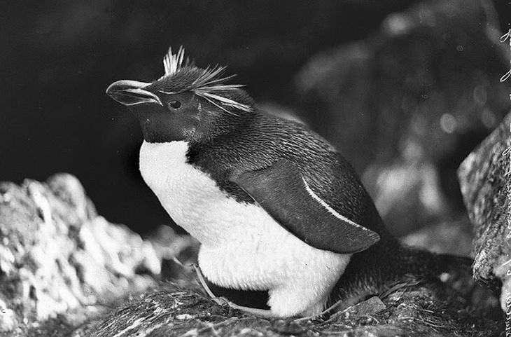 Pingüino Victoria, Antártida, 1911-1914