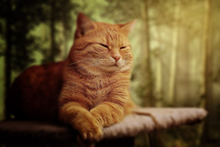 ginger cat sleeping outdoors