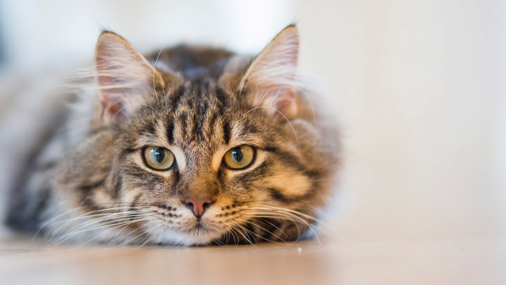 random cat facts - tabby cat with big green eyes