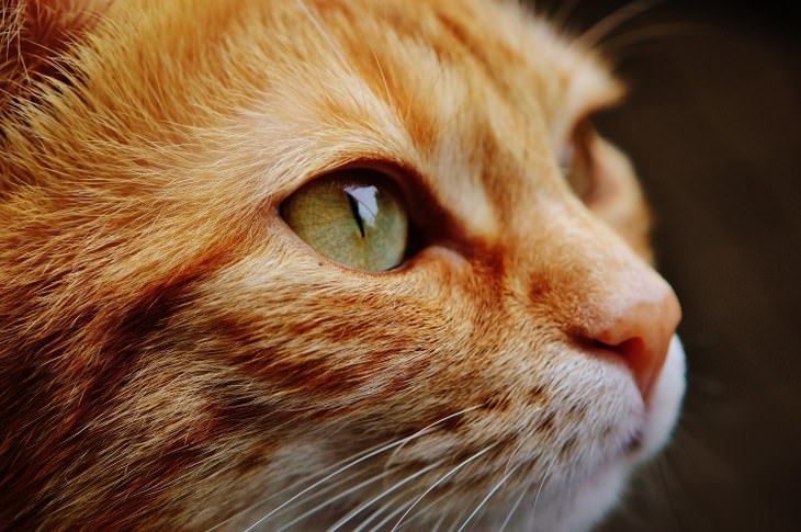 interesting ginger cat facts for kids