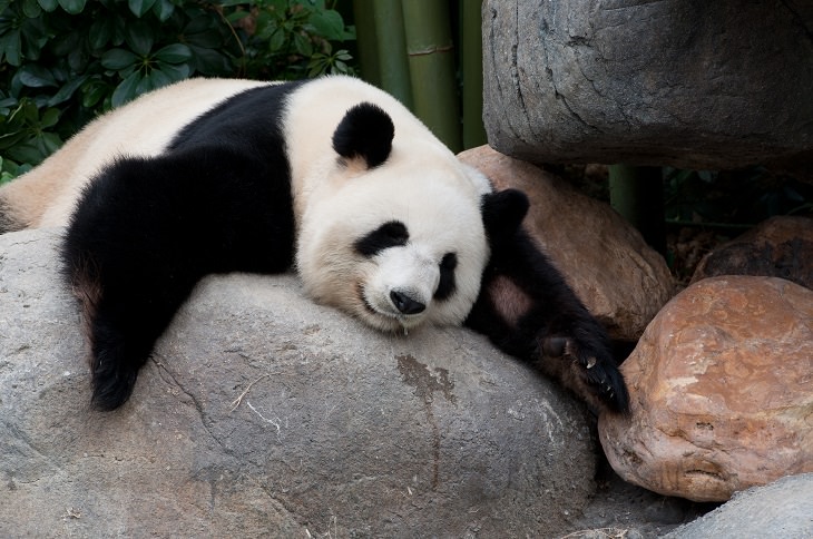 30 Interesting Giant Panda Facts