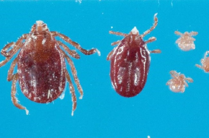 New Species of Tick