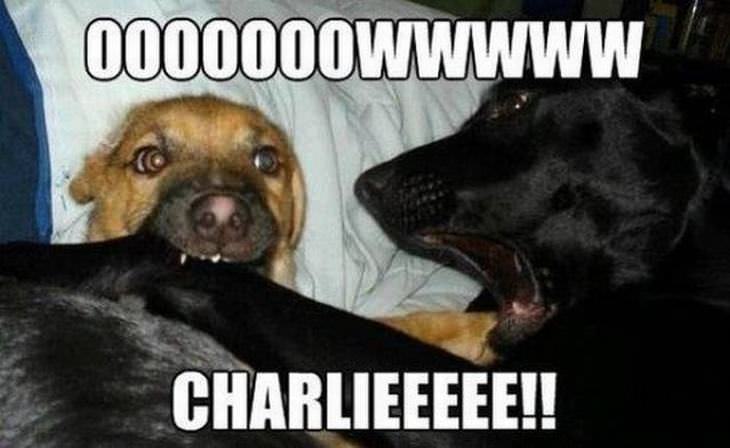 funny-dogs