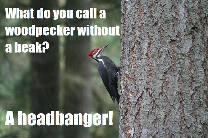 What do you call a woodpecker without a beak? A headbanger. bad joke telling