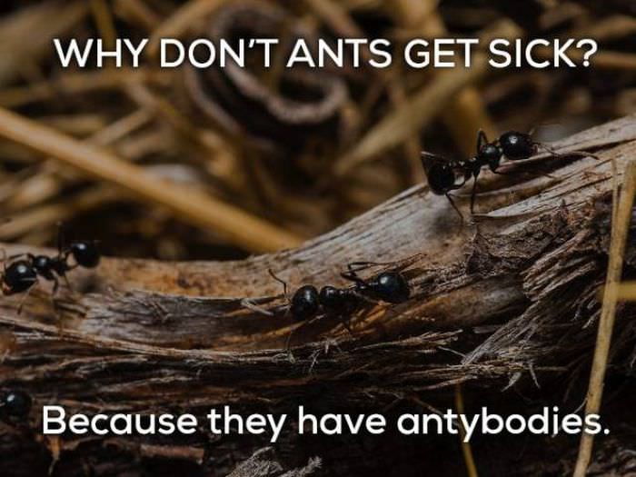 Why don't ants get sick? Because they have antybodies. bad puns