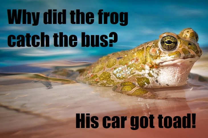 Why did the frog catch the bus? His car got toad! bad animal puns