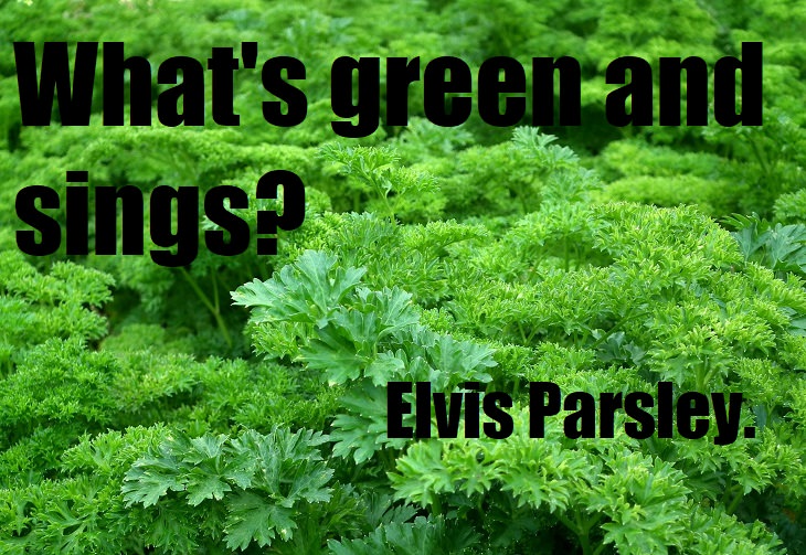 What's green and sings? Elvis Parsley. bad nature jokes