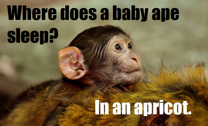Where does a baby ape sleep? In an apricot. cringe puns
