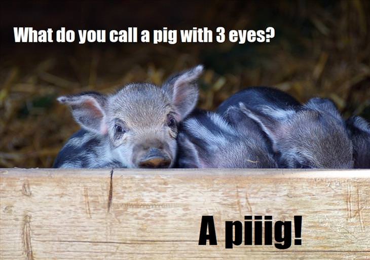 What do you call a pig with 3 eyes? A piiig. spelling jokes that are lame