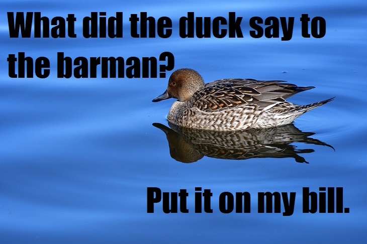 What did the duck say to the barman? Put it on my bill. bad animal jokes
