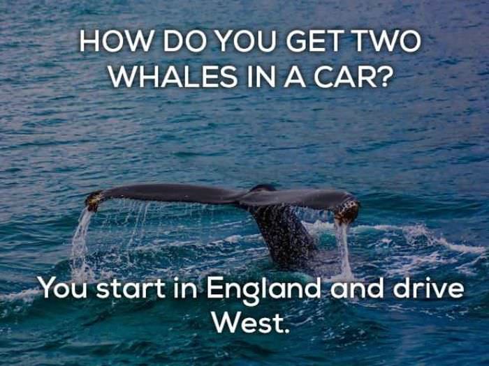 How do you get 2 whales in a car? You start in England and drive west. most terrible joke