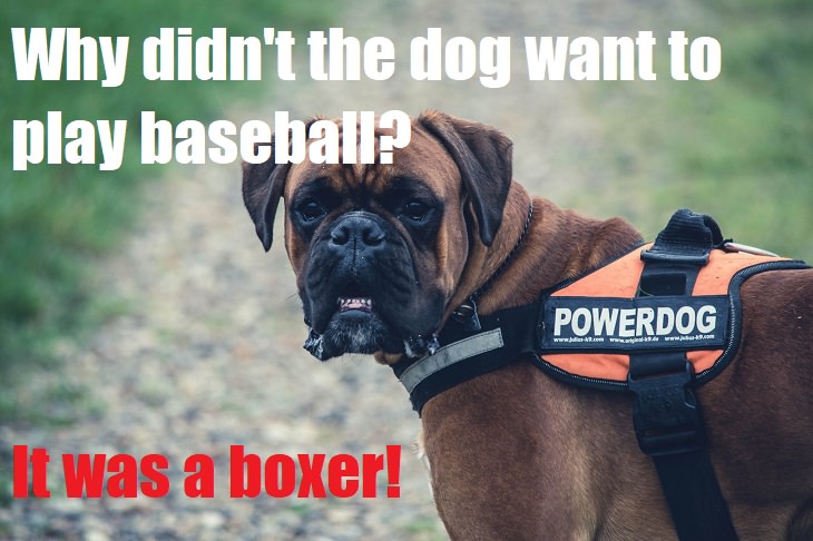 Why didn't the dog want to play baseball? It was a boxer! bad dog jokes