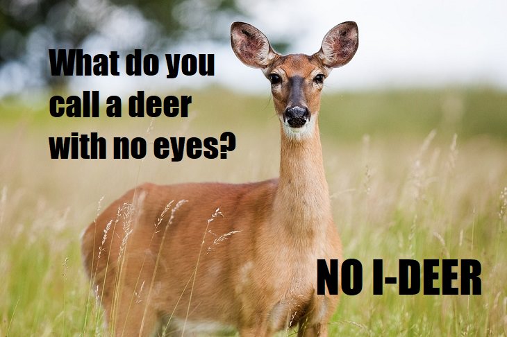 What do you call a deer with no eyes? No I-deer. lame joke