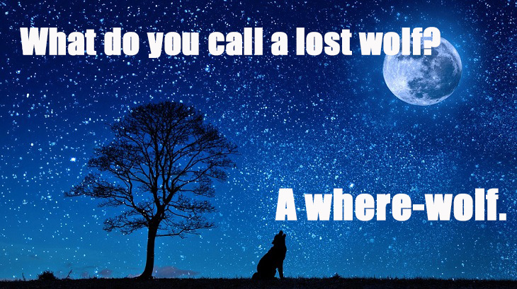 What do you call a lost wolf? A where-wolf. bad dad jokes