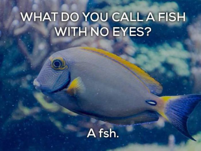 What do you call a fish with no eyes? A fsh. grammar jokes