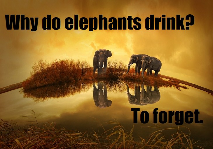 Why do elephants drink? To forget. cheesiest joke in the world