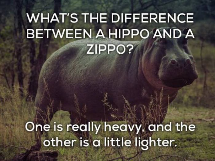What's the difference between a hippo and a zippo? One's really heavy and the other is a little lighter. bad joke