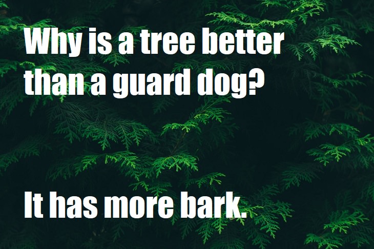 Why is a tree better than a guard dog? It has more bark. super bad jokes