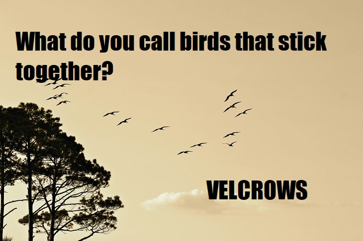 What do you call birds that stick together? Velcrows. cringe puns