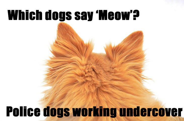 Which dogs says 'Meow'? Police dogs working undercover. really bad jokes