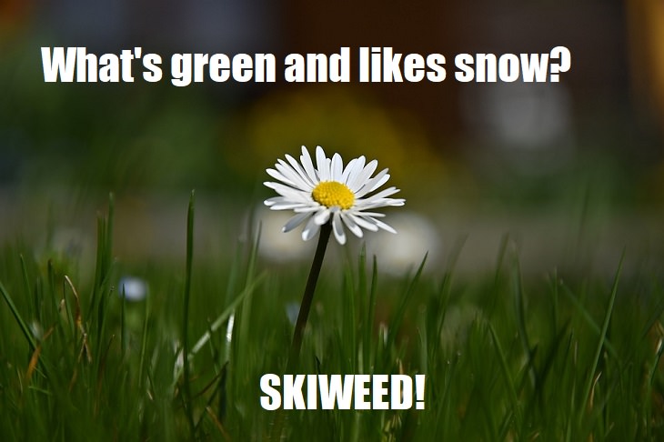 What's green and likes snow? Skiweed. hilarious puns