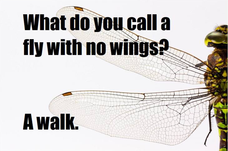 What do you call a fly with no wings? A walk. bad joke