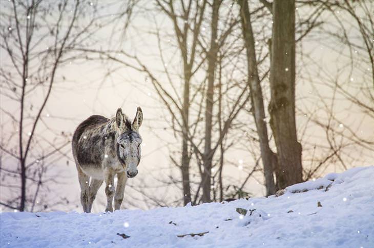 Donkey Sanctuary 