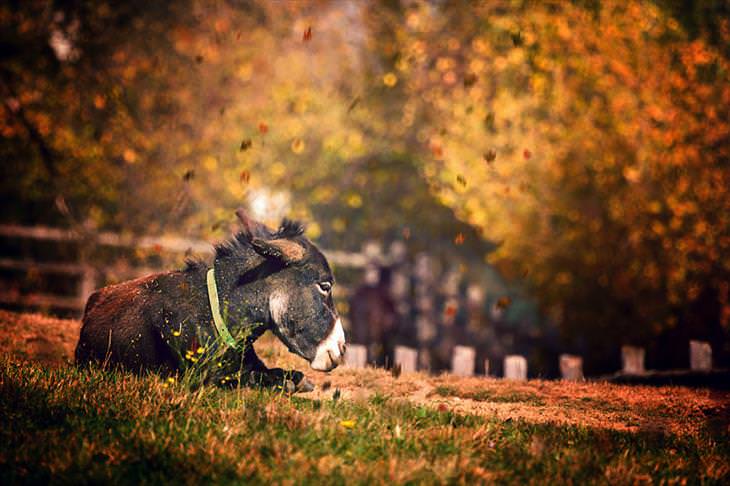 Donkey Sanctuary 