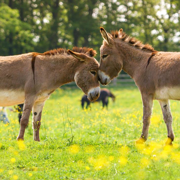 Donkey Sanctuary 