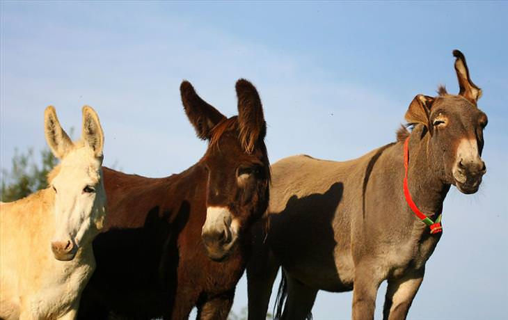 Donkey Sanctuary 