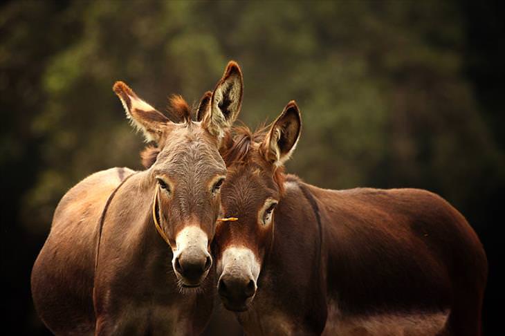 Donkey Sanctuary 