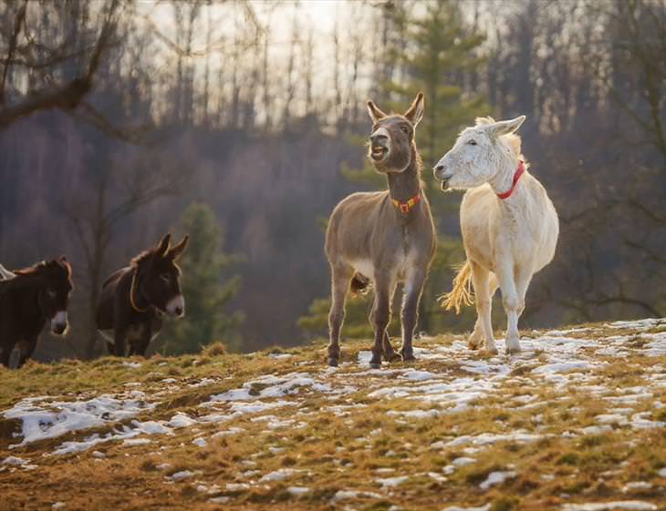 Donkey Sanctuary 