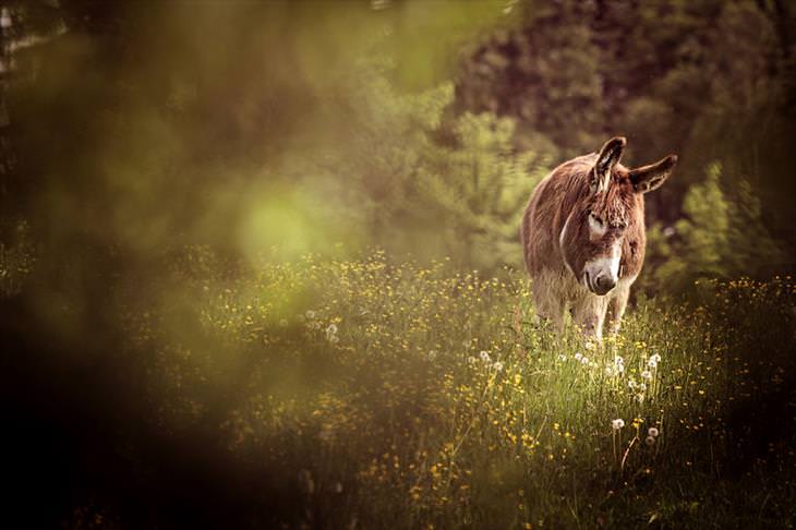 Donkey Sanctuary 